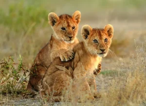 Safari